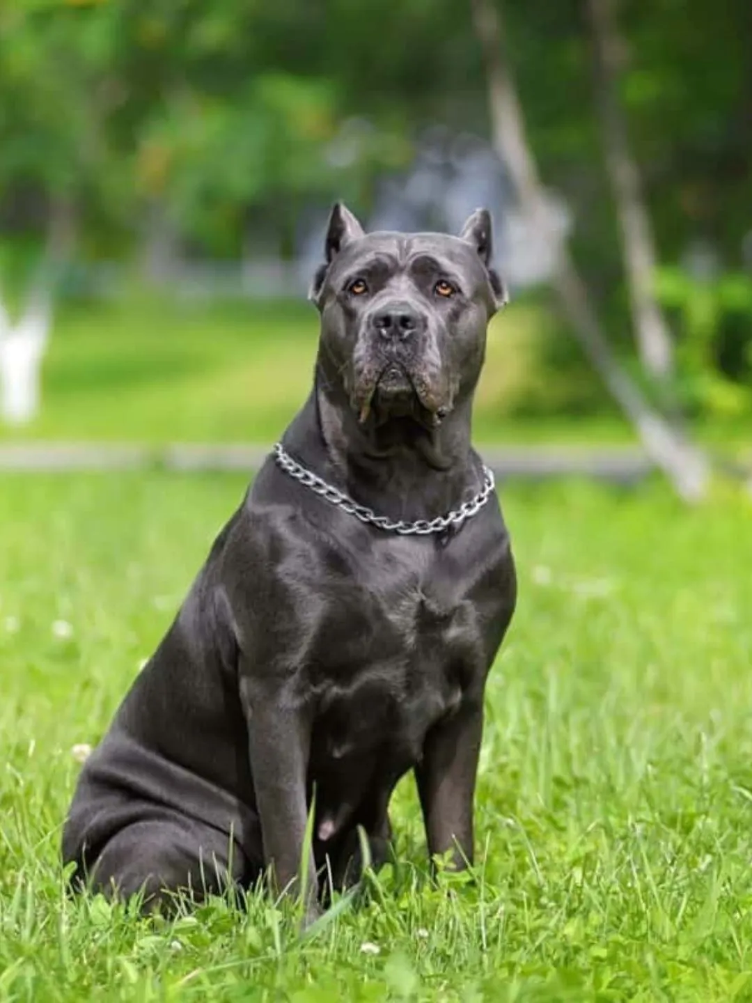 Descubra as diferenças entre machos e fêmeas Cane Corso. Tudo sobre tamanho, temperamento, saúde e mais. Saiba mais agora!