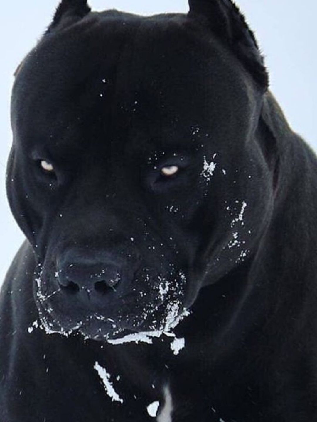 Cortar Orelha De Cane Corso: Guia Completo da Cirurgia, Tudo o Que Você Precisa Saber