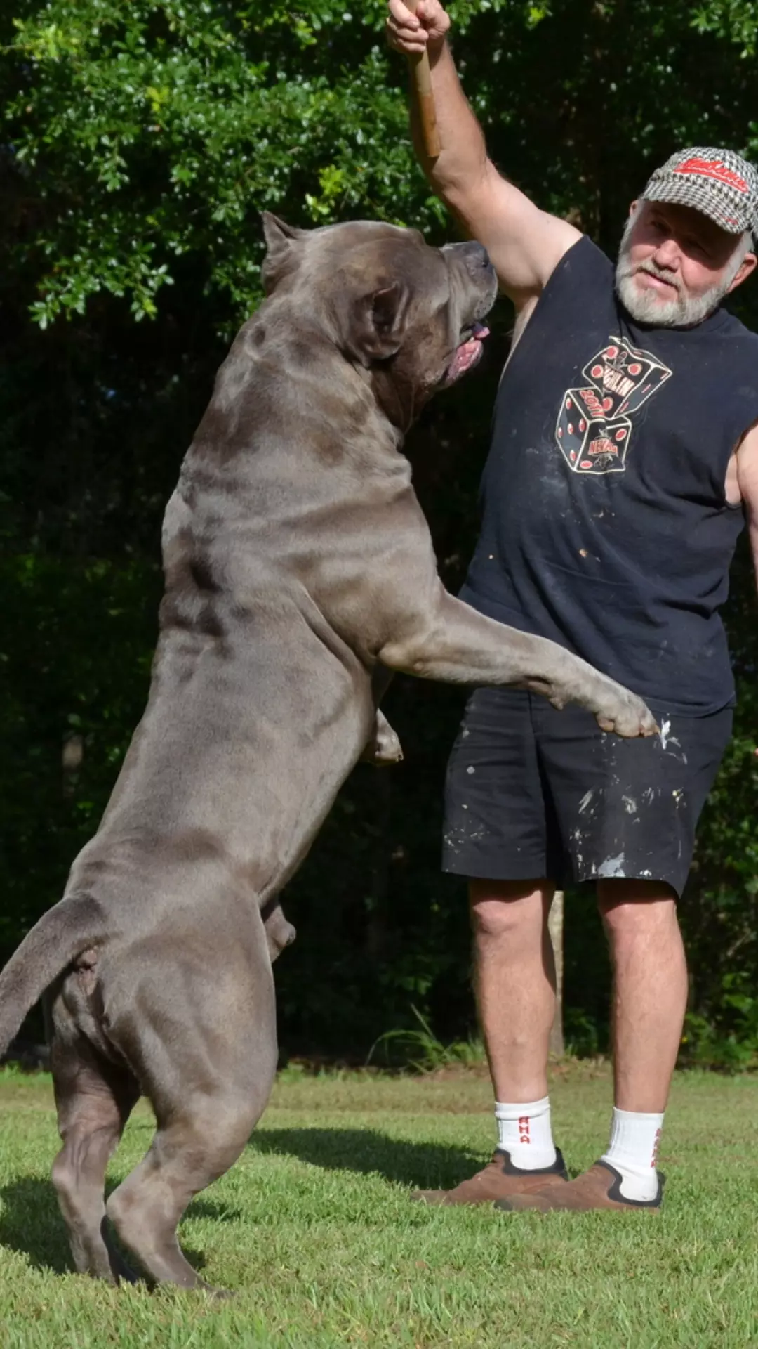 Pitbull vs Cane Corso